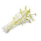 Výhonky chřestu čerstv. 1x100g vanička